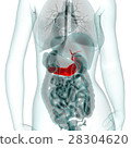 Medical system CG (pancreas) 28304620