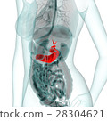 Medical system CG (pancreas) 28304621