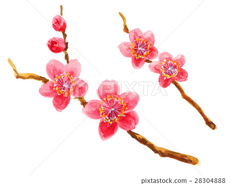 日本杏花 一朵梅花 水彩畫 28304888