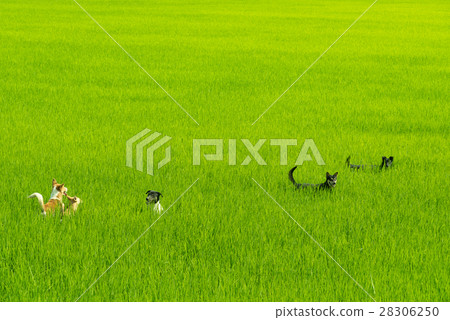 Rice field background. Rice field background. 28306250