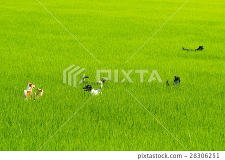 Rice field background. Rice field background. 28306251