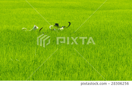 Rice field background. 28306256