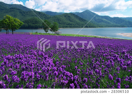 Nanfurano Jinshan Lake lavender garden 28306510