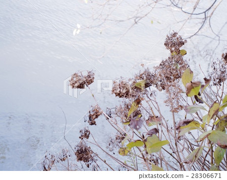 Withered hydpade 28306671