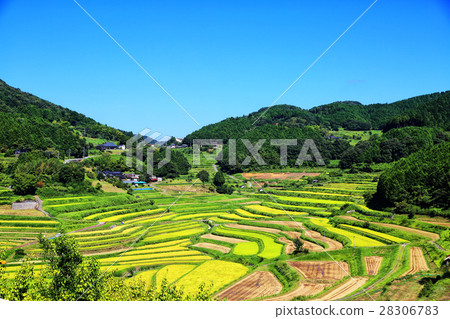 Rice terrace of Okayama Daisuwa 1 28306783