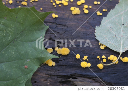 Bisporella citrina [Calycella citrina] 28307081