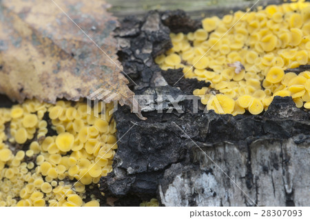 Bisporella citrina [Calycella citrina] 28307093