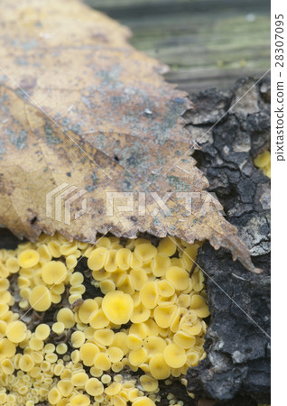 Bisporella citrina [Calycella citrina] 28307095