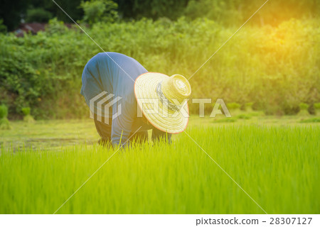 Farmers are planting rice on green fields 28307127