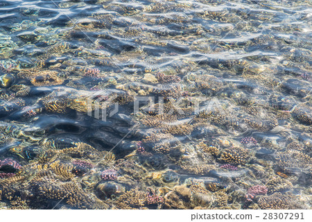 top view of coral reef. coral reef in the red sea 28307291