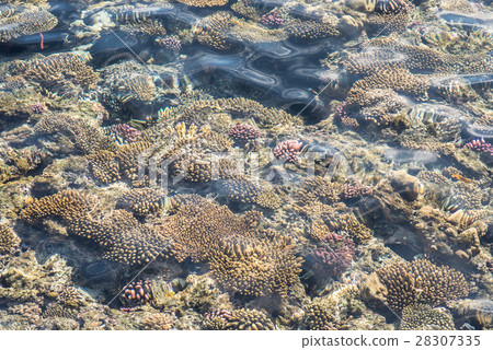 top view of coral reef. coral reef in the red sea 28307335
