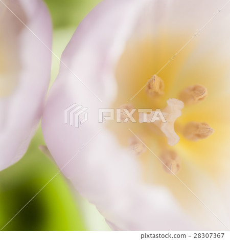 Close up image of tulips, the spring time flower Close up image of tulips, the spring time flower 28307367