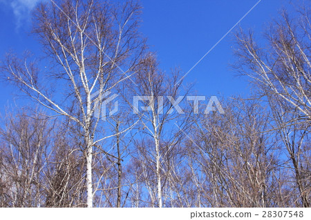 White birch and blue sky White birch and blue sky 28307548