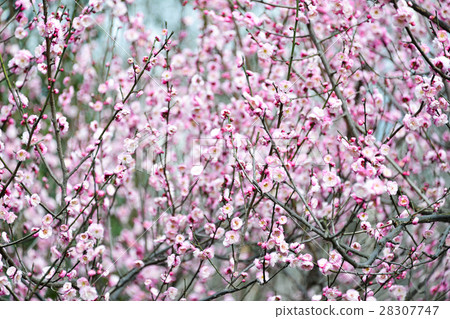 Pink sakura flower in the garden 28307747