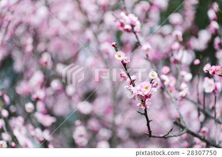 Pink sakura flower in the garden 28307750