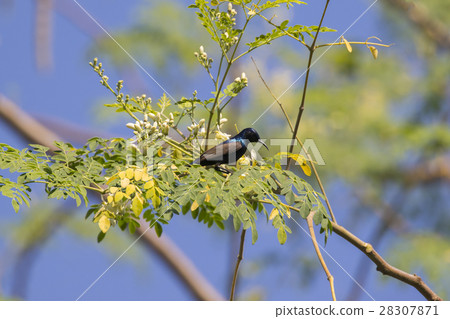 Image of a bird (purple sunbird). Wild Animals. Image of a bird (purple sunbird). Wild Animals. 28307871