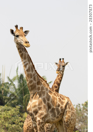 Image of a giraffe on nature background.  28307873