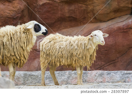 Image of a brown sheep on nature background. Image of a brown sheep on nature background. 28307897