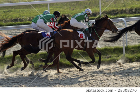 Horse racing in Pyatigorsk Horse racing in Pyatigorsk 28308270