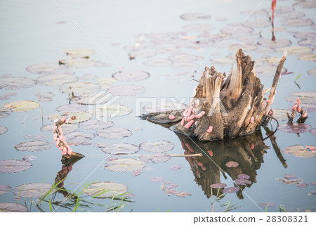 Egg Golden applesnail in river Egg Golden applesnail in river 28308321