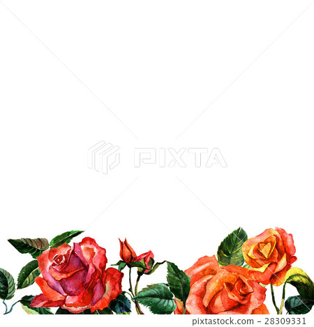 Wildflower rose flower frame in a watercolor style - Stock Illustration ...