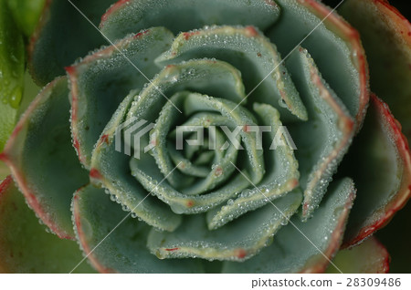 Plant, waterdrop, grass 28309486
