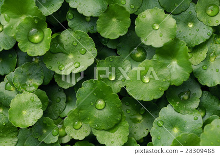 Plant, waterdrop, grass Plant, waterdrop, grass 28309488