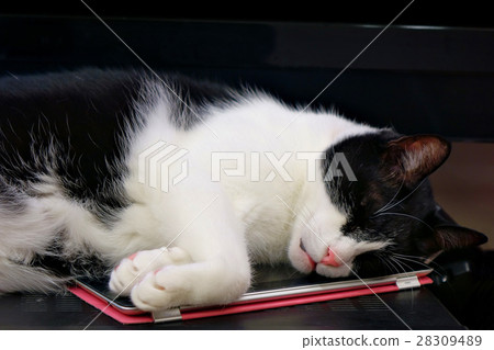 Cat sleeping on the tablet Cat sleeping on the tablet 28309489