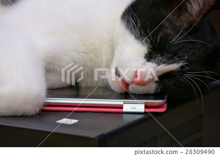 Cat sleeping on the tablet 28309490