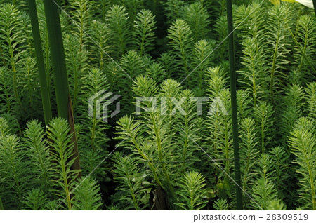 Plant, waterdrop, grass Plant, waterdrop, grass 28309519