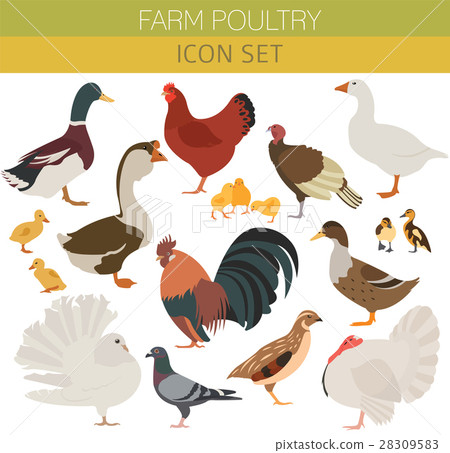 Poultry farming. Chicken, duck, goose, turkey 28309583