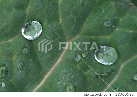 植物 水珠 28309586