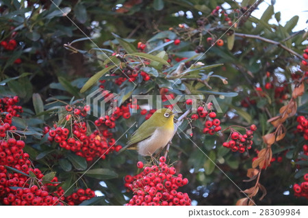 Meiro and Pirakan 28309984