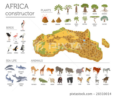 Flat 3d isometric Africa flora and fauna map  28310014