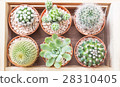 Small cactus pots in a wooden box 28310405