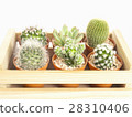 Small cactus pots in a wooden box 28310406