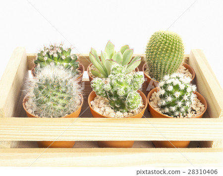 Small cactus pots in a wooden box 28310406