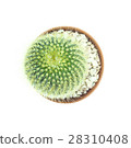 Top view of small cactus pot isolated over white 28310408