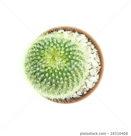 Top view of small cactus pot isolated over white 28310408