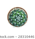 Top view of small cactus pot isolated over white 28310446