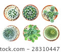 Top view of small cactus pots 28310447