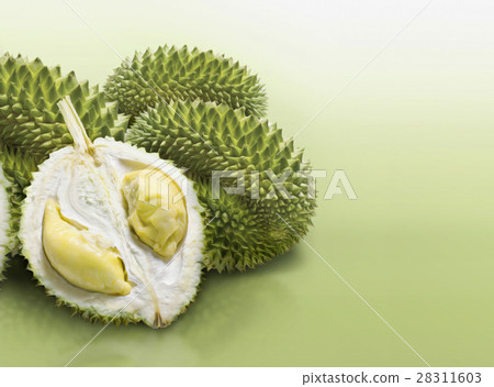 Durian on green solid background 28311603