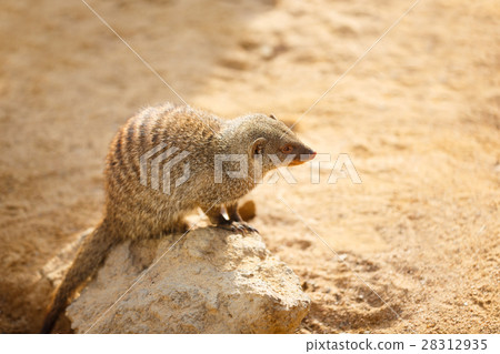 Small cute mongooses Small cute mongooses 28312935