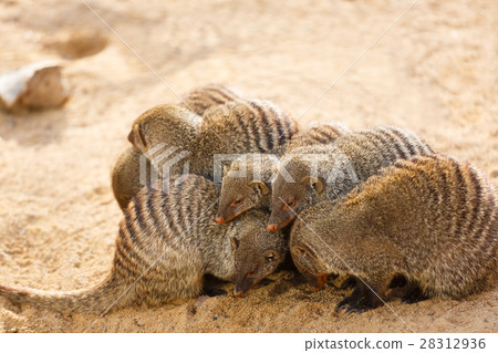 Pack of mongooses 28312936