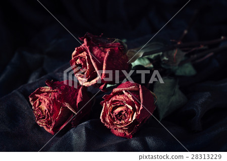 Three dry roses Three dry roses 28313229