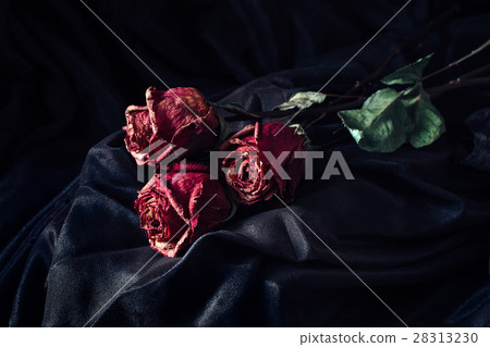 Three dry roses Three dry roses 28313230