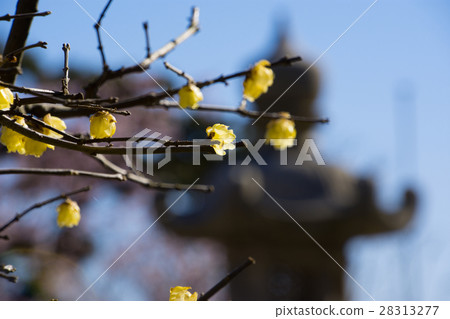 Kamakura Hasedaji Rubai和一個燈籠 Kamakura Hasedaji Rubai和一個燈籠 28313277