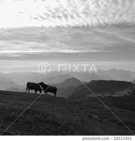 Two cows on top of mount Rigi and mountain ranges 28313301