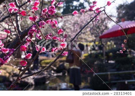 Kamakura Hasedaji Ume二月 Kamakura Hasedaji Ume二月 28313401
