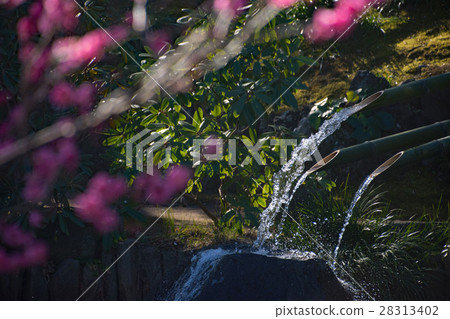 Kamakura Hasedaji Ume二月 28313402